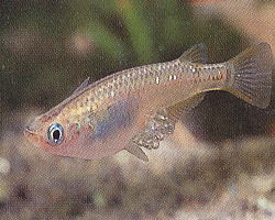メダカの産卵 繁殖