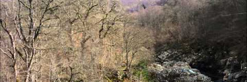 Phoenix Walking Club Free Download Song Mp3 and Mp4