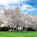 Yoshino Cherry Vs Kwanzan - Kwanzan trees bloom about two weeks after yoshino trees.