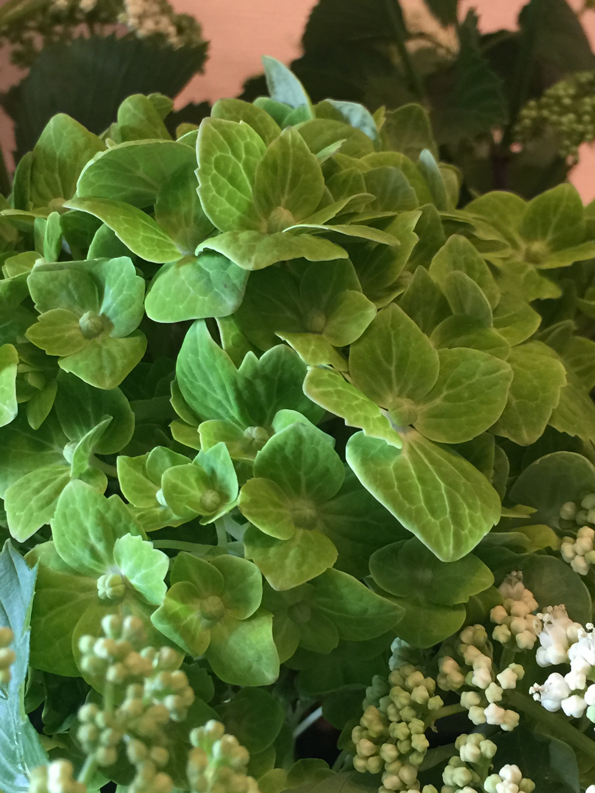 ビバーナム デンタタムとアジサイ キウイエメラルド 花市場の仲卸 大森花卉 おおもりかき