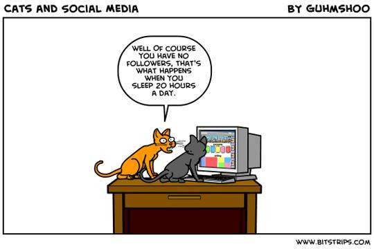 Durée de vie chat européen