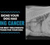 How Long Can My Dog Live With Lung Cancer : Lung Cancer In Dogs Signs Symptoms When To Euthanize / And that is with chemotherapy!
