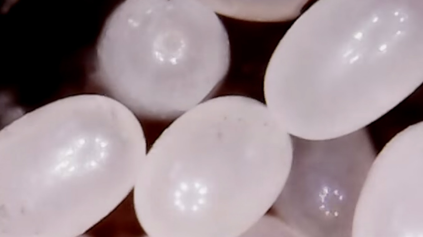 Pictures of Flea Eggs | FleaScience