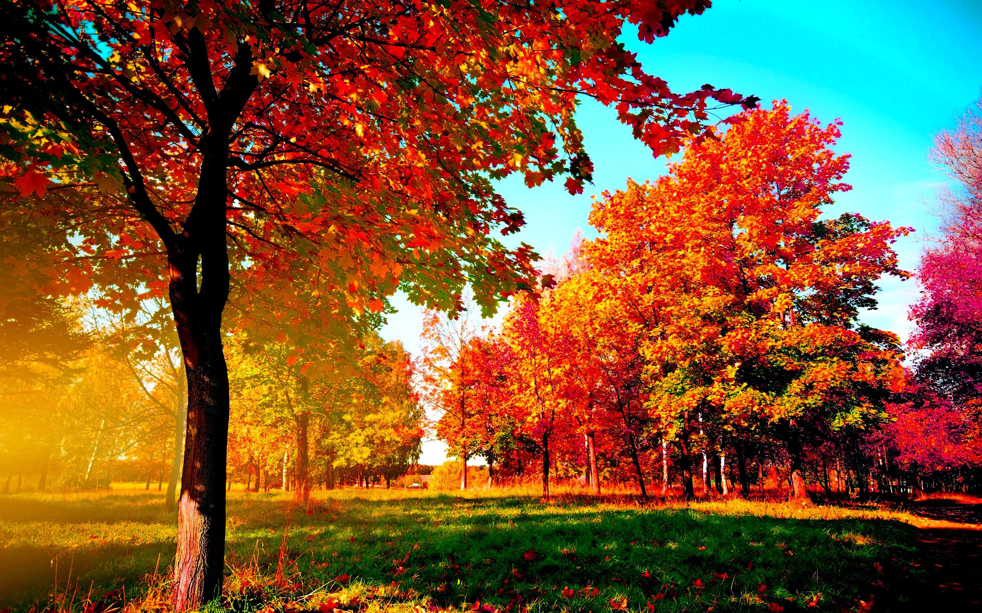 Trees-in-the-fall-wallpaper Autumn Wallpaper Examples for Your Desktop Background