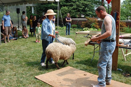 Sheep Shearing