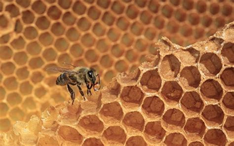 fonds decran alveole dabeille abeilles animaux