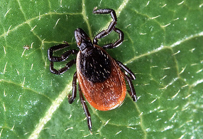 Deer Tick