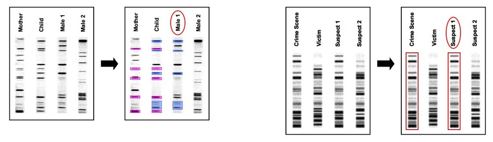 4 4 Genetic Engineering And Biotechnology Bioninja