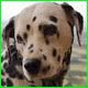 George