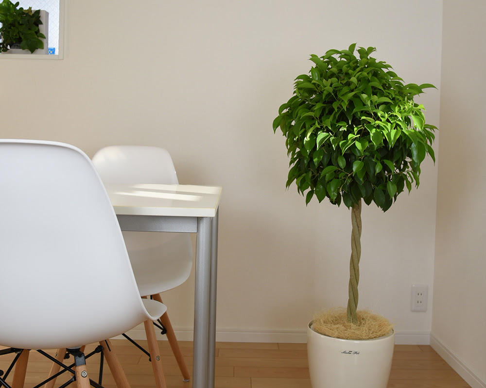観葉植物の定番 ベンジャミン を自分でねじってみる Green Life Magagine