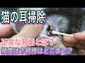√99以上 猫 耳垢 黒い 973079-猫 耳垢 黒い