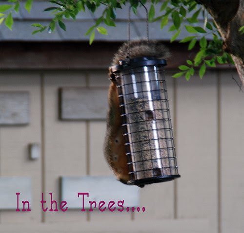 Tree-Squirrel