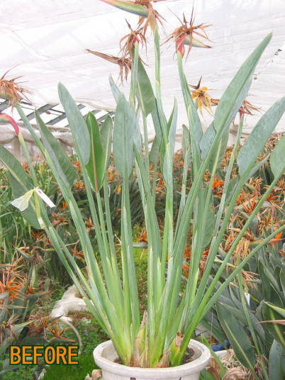 ストレリチアの植え替え