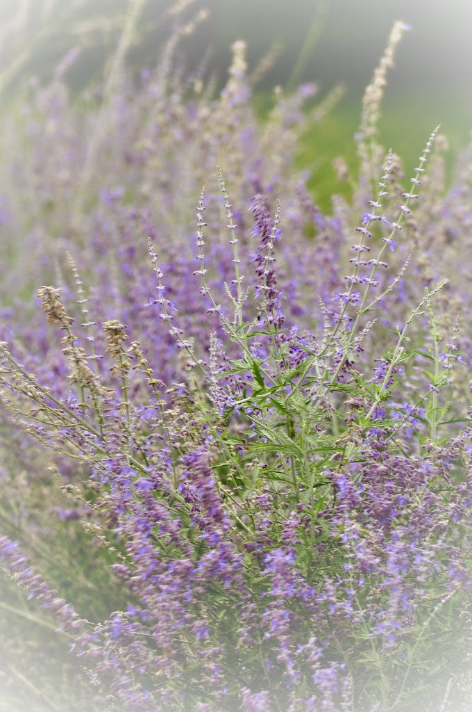 Beginner Friendly Tips And Tricks For Drying Lavender Leaves