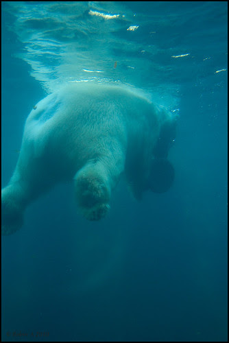 central park zoo map. Taken in Central Park Zoo, NYC