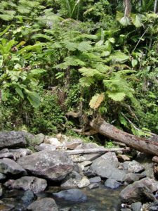 Puerto Rico El Yunque Rain Forest
