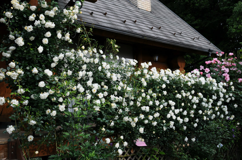 まつおえんげいスタッフブログ