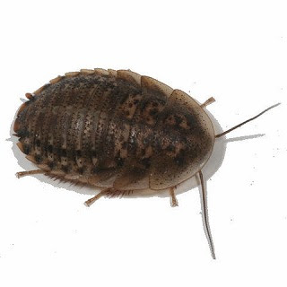 ペットのエサ問題 虫のお話です 苦手な方は見ないでね Catch Eat 練馬店 News