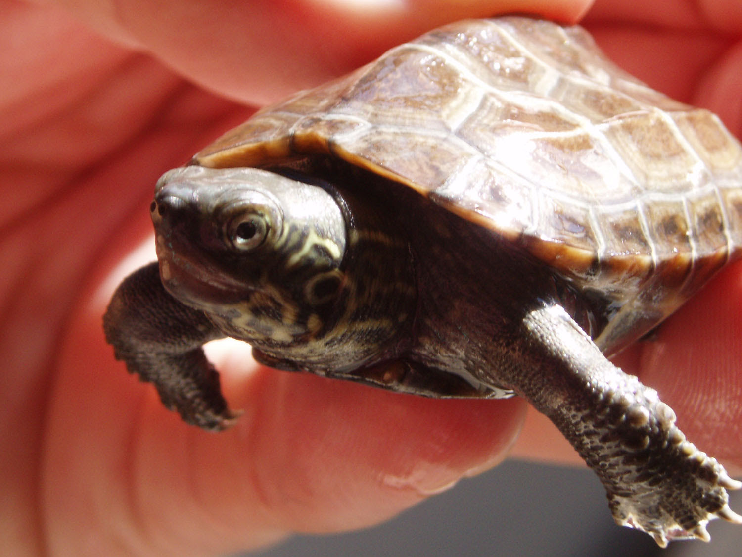 錦鯉飼育日記 日々の記録 14年10月1日 14年12月31日 錦鯉飼育サイト コイパーク Koipark