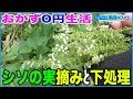 [最も欲しかった] シソ 花 178272-シソ 花
