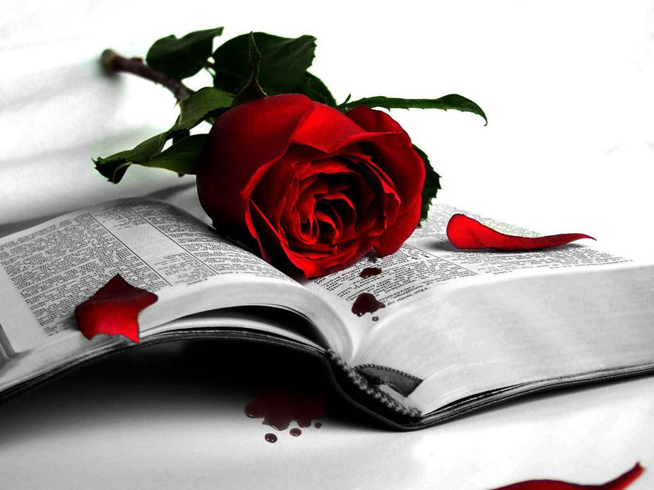 rose wallpaper Red Rose Wallpaper