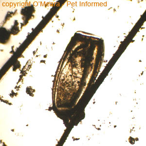 Lice Pictures and Information about Lice in Animals.