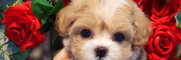 Craigslist Pets Iowa City