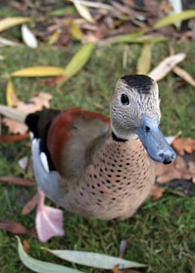 Duck Hunting - Bluebill