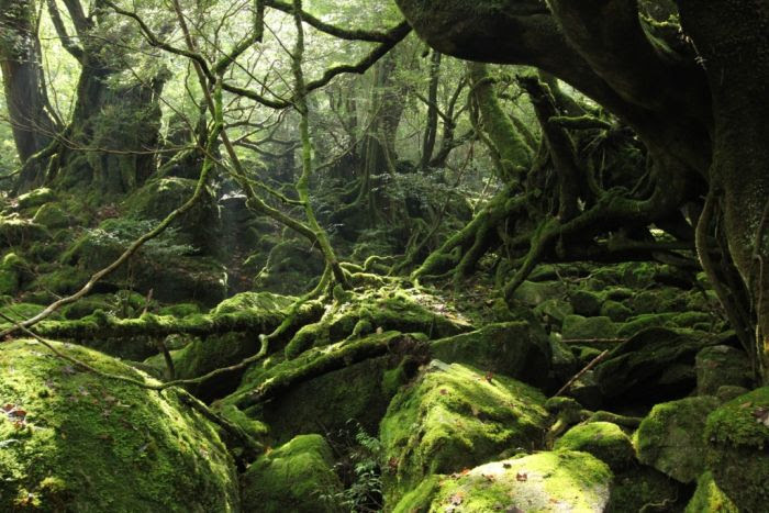 Beautiful Forest on Japanese Yakushima Island (12 pics)