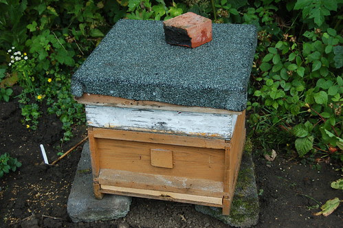 hives Jul 11 3
