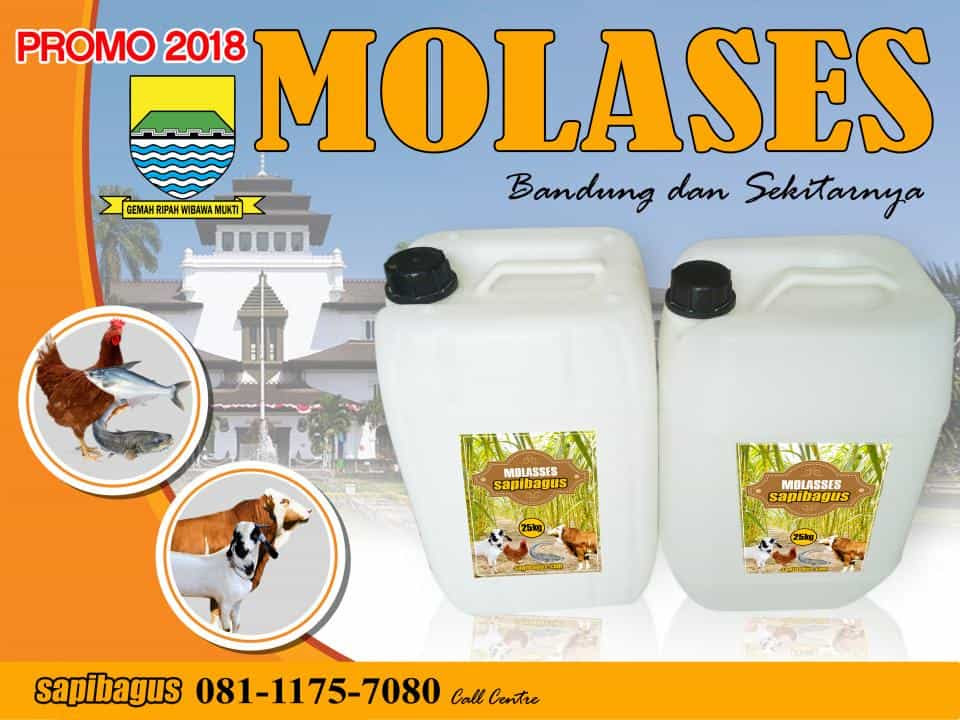 Jual Sapi Qurban dan Kambing Qurban Nusantara 2018 