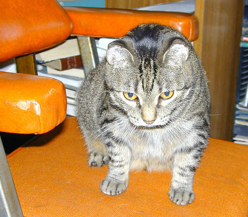 Watchoo lookin' at?