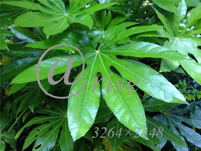 常緑広葉樹 ヤツデ