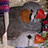 Vero de la Fare's items tagged with aepasociacionespañoladepatchwork