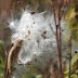 Asclepias Syriaca Invasive - Some species of milkweed, like common milkweed (asclepias syriaca), have a tendency to be more aggressive in garden settings or disturbed areas, and thus have a reputation of being weedy.