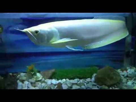 17+ Info Terpopuler Arwana Albino Platinum
