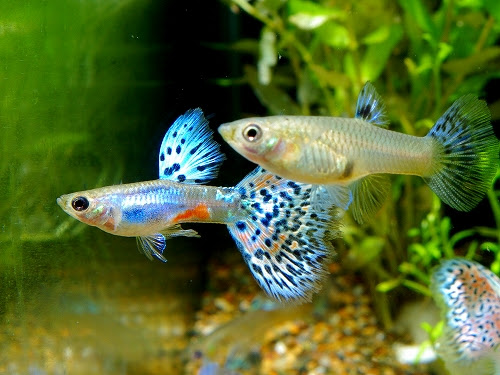国産グッピー３種類 国産グッピー