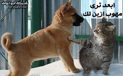 فيديو+صور : قايلن بالثور هـه ّ/☺\ ّ + قلعه من كبريت‎ .. والمزيد