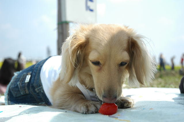 中毒をおこすため犬が食べてはいけないもの一覧 日優犬高松