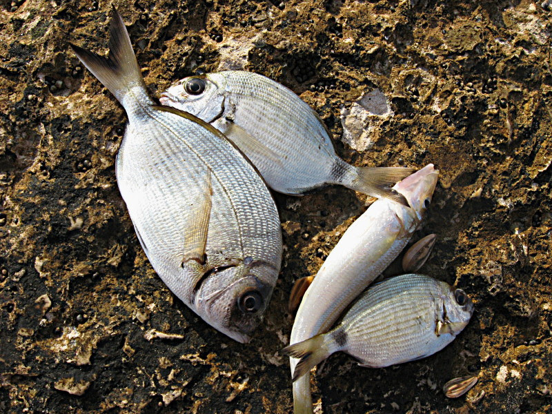 24-10-2008-poordeadfish