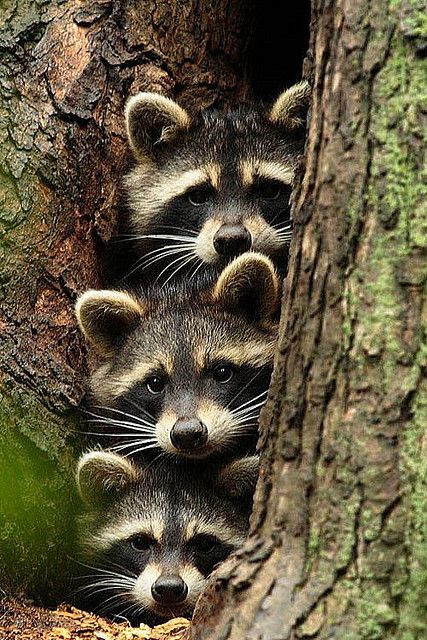Raccoon Babies