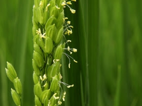 稲の花 いねのはな 初秋 季語と歳時記