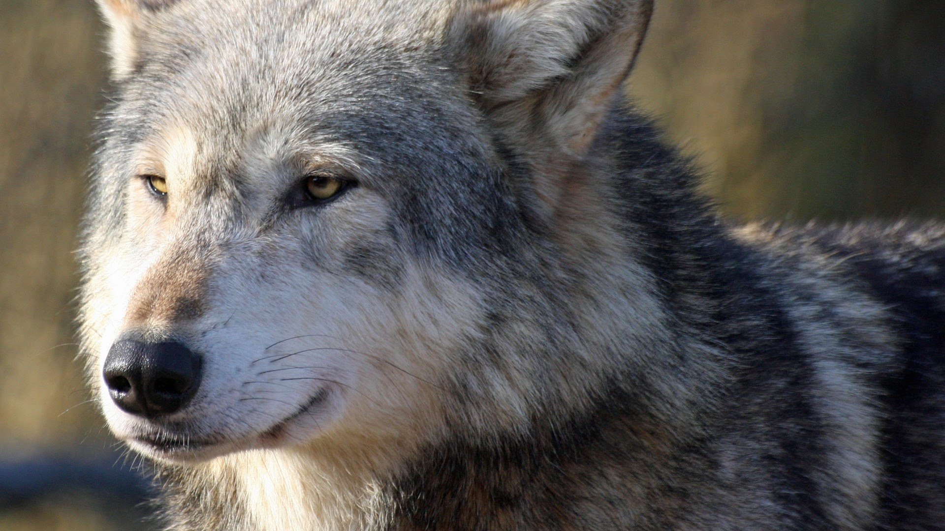 HD Wolf Wallpapers 1080p (71+ images)