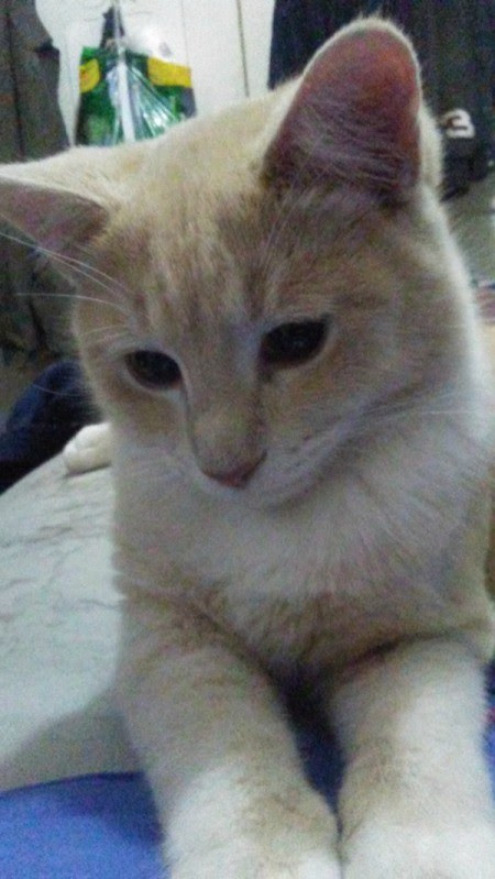 Siamese Mix Cat Photos | ThriftyFun