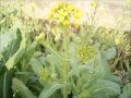 √100以上 春 野草 食べる 307297