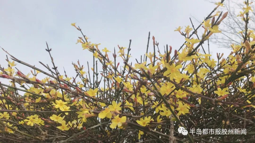 春风渐暖花渐开胶州迎春花 玉兰花竞相开放惹人驻足 半岛网