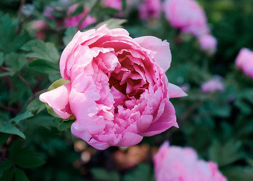 Tree Peony