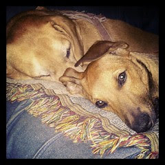 Sophie and foster baby Booth #adoptdontshop #rescue #dogs #sleep #fosterdog #puppy