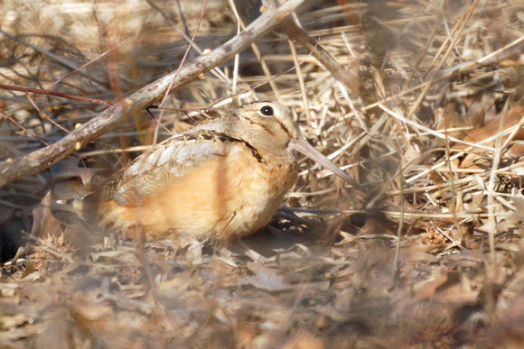 Ed Gaillard: birds &emdash; American Woodcock near the Humming Tombstone, Central Park