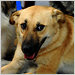 Target, Afghan Hero Dog, Is Euthanized by Mistake in U.S.